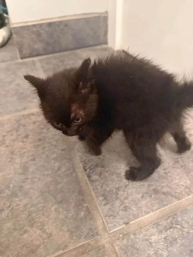 黒い子猫の写真