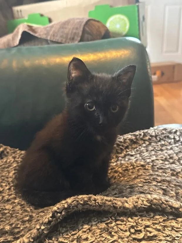 黒い子猫の写真