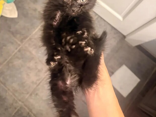 「かわいい子犬」「リスに違いない」「天使ですね」などのコメントがついた、『糸くずの塊』の正体は…?