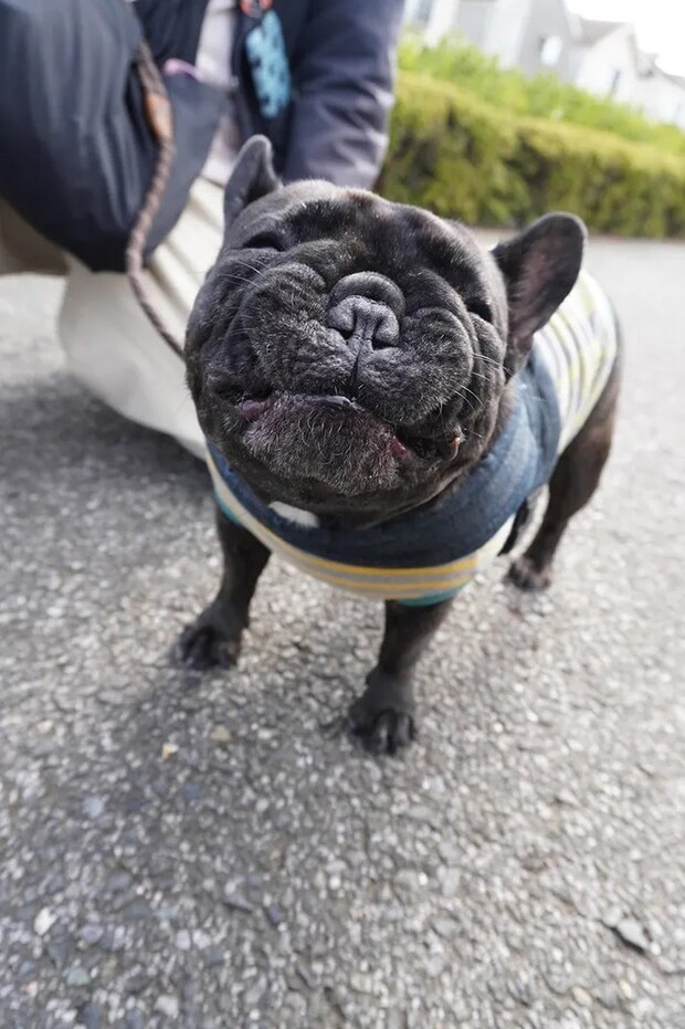 フレンチブルドッグの写真