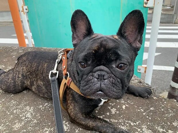 フレンチブルドッグの写真