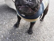 写真を撮られたフレンチブルドッグ　「過去イチ、変な顔かもしれない」と言われて？
