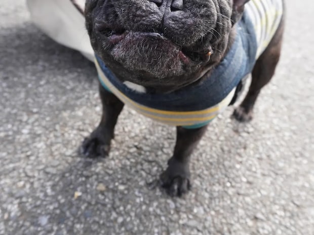 写真を撮られたフレンチブルドッグ　「過去イチ、変な顔かもしれない」と言われて？