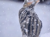 雪を見つめる猫の画像　よく見ると…「感動するわ」「鳥肌が立った」