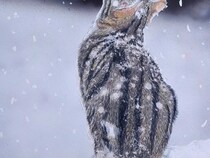 雪を見つめる猫の画像　よく見ると…「感動するわ」「鳥肌が立った」