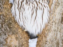 木の洞にいたエゾフクロウ　その表情に「なんてかわいい」「福が訪れそう」