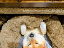 「人より先に犬がダメになった」　コタツに秒で魅了された柴犬の表情が…？