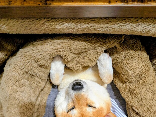 「人より先に犬がダメになった」　コタツに秒で魅了された柴犬の表情が…？