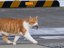 魚をくわえた野良猫　背後から見つめる動物が…？「明らかに狙ってる」