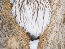 木の洞にいたエゾフクロウ　その表情に「なんてかわいい」「福が訪れそう」