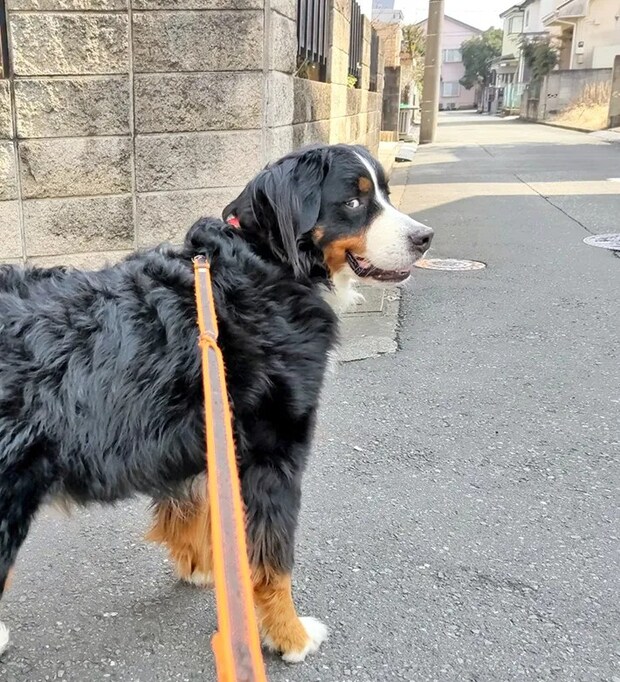 散歩中のバーニーズ・マウンテン・ドッグの写真