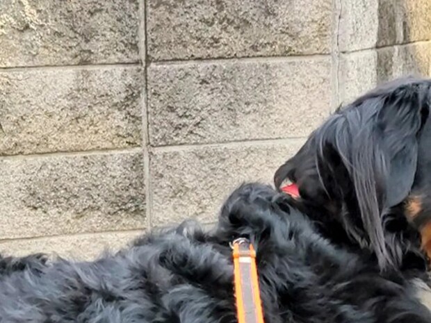 散歩中、分かれ道で立ち止まる愛犬 その理由が?「賢いなあ」