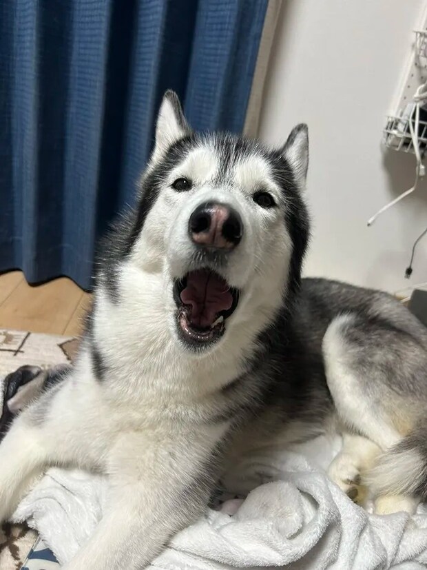 あくびをするシベリアンハスキー