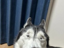 飼い主「目、どうなってんの？」　ハスキーの『奇跡の瞬間』に6万人が爆笑