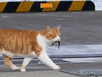 魚をくわえた野良猫　背後から見つめる動物が…？「明らかに狙ってる」
