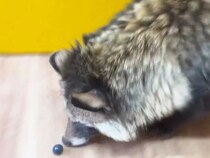 果実を全然食べられないタヌキ　動画に「どんくさすぎる」「これぞタヌキ」