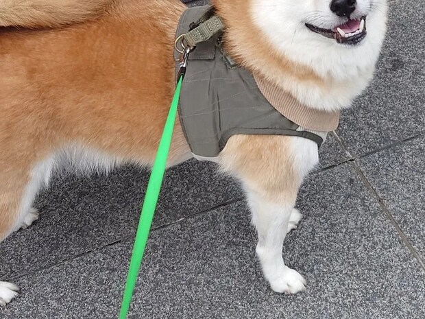 散歩中に「ハンサム」と褒められて…　柴犬が浮かべた表情が？「毎日見たい」