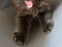 ひとりぼっちで怯えていた子猫　大きな先住犬に会ったとたん…？「超かわいくて幸せそう」