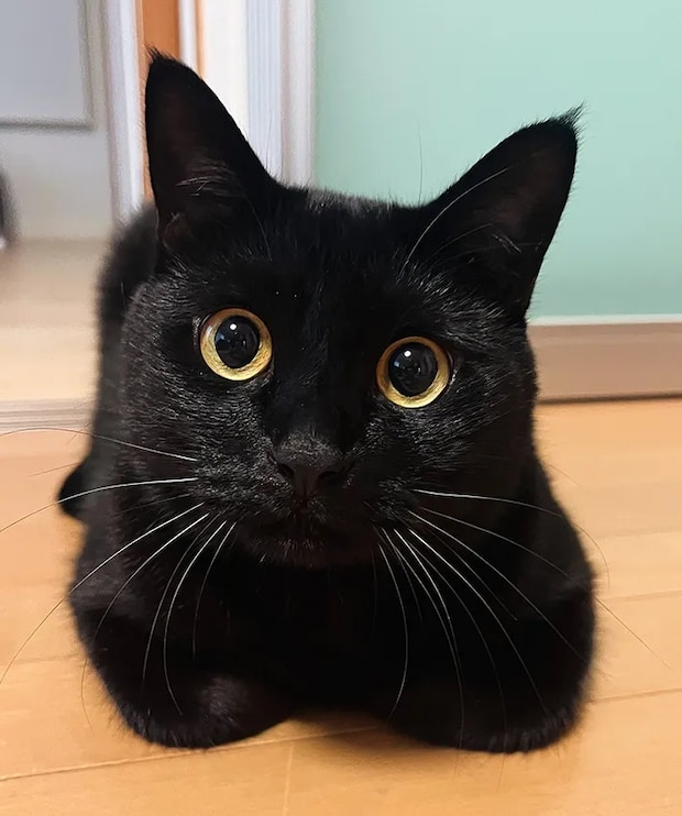 こちらを見つめる猫の写真