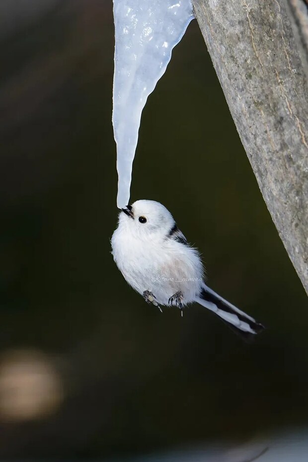 シマエナガの写真（@kitano_cameraさん撮影）