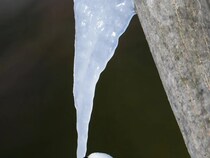 『樹液のつらら』に寄ってきたのは…　北海道の１枚に「すごい瞬間」「妖精みたい」