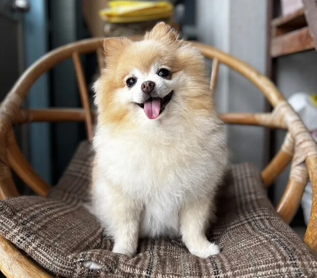 イスの上に立つポメラニアンの写真（撮影：grape編集部）