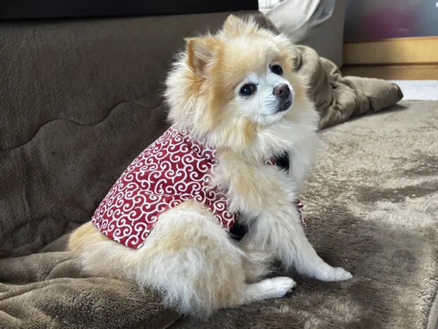 ちゃんちゃんこを着るポメラニアンの写真（撮影：grape編集部）