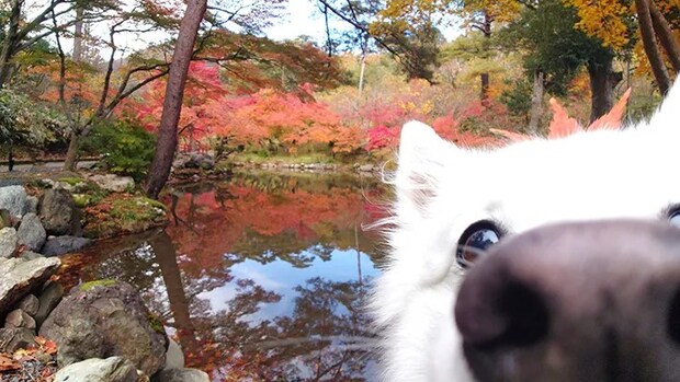 紅葉が背景の犬の写真