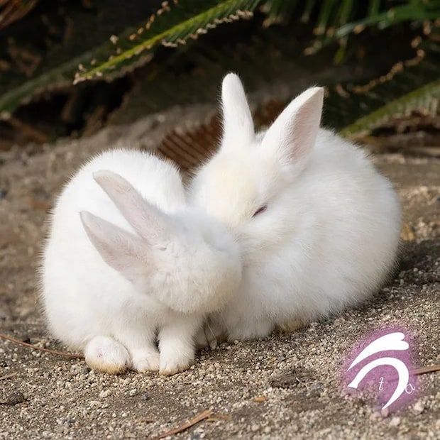 身を寄せ合う2匹のウサギの写真