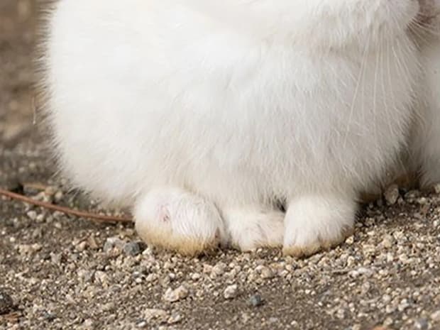 『雪見だいふく』にそっくり！　写真家が撮ったウサギの仲よしショットが話題