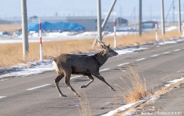 エゾシカのイメージ画像