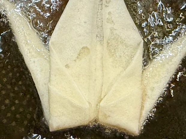 「天才か」「今にも飛び立ちそう」 余った春巻きの皮で作ったものが?