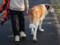 小学生と子犬が…　5年半後の『同じ構図』に7万人が涙「物語を感じる」「2人とも同じだ」