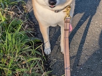 散歩が大嫌いな柴犬、開始10分で『この顔』　写真に「吹き出した」「出し切った感がある」