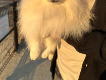 陰キャな犬がドッグランに行くと？　帰宅時の表情に「笑った」「疲労感がすごい」