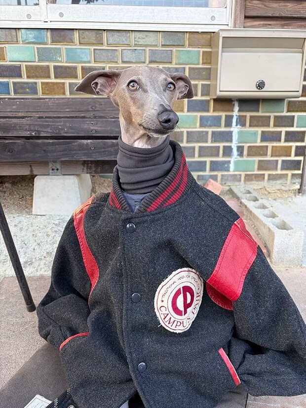 人間の服を着たイタリアン・グレーハウンド