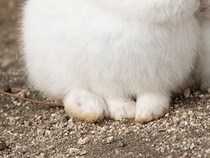 『雪見だいふく』にそっくり！　写真家が撮ったウサギの仲よしショットが話題