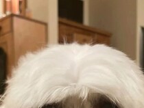 飼い主「うちの犬、白アザラシにそっくりなんだよね」　誰もが納得した1枚がコチラ「私の犬も同じポーズをする」