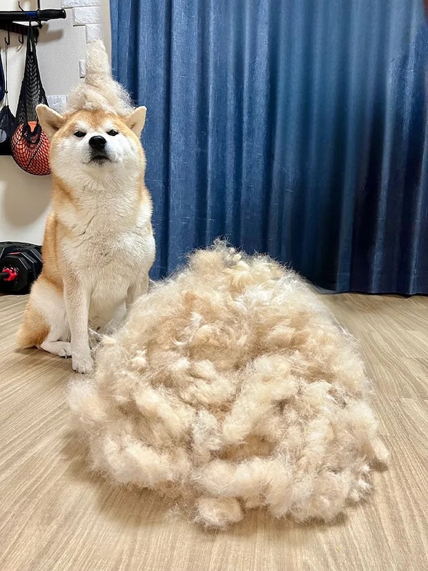 柴犬と抜け毛