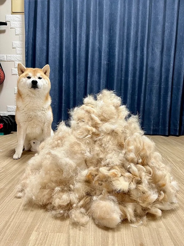 柴犬と抜け毛