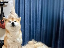 「今年は不作でした」　柴犬の『換毛期の収穫量』が話題　圧巻の1年分とは？
