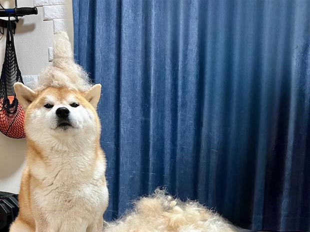 「今年は不作でした」　柴犬の『換毛期の収穫量』が話題　圧巻の1年分とは？