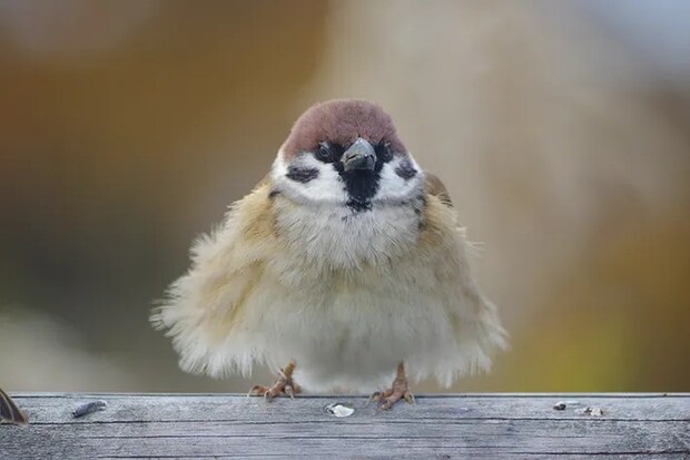 冬にかけて体がモフモフになったスズメの写真