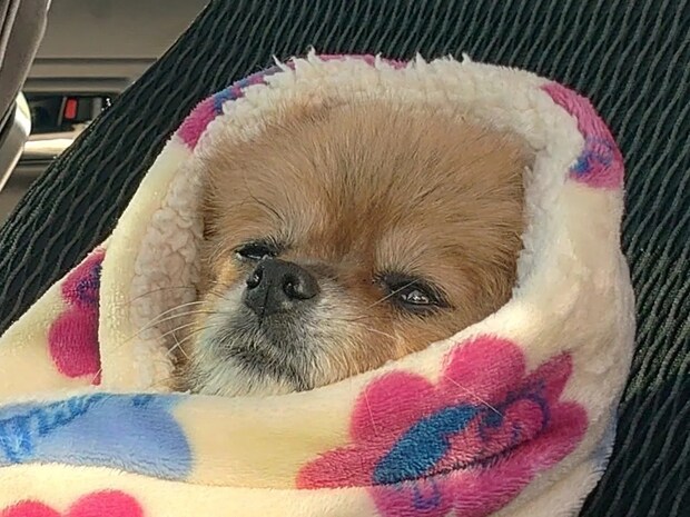 ゴミ出しを見守る犬の姿が? 写真に「笑った」「かわいすぎる」