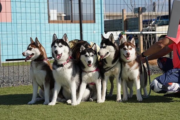 ハスキーの画像