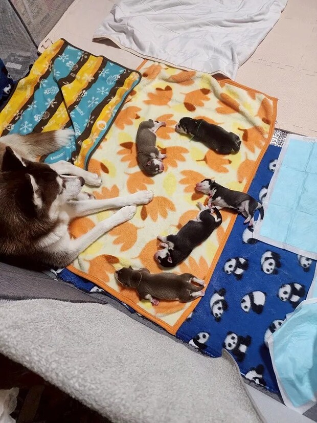 ハスキーの画像