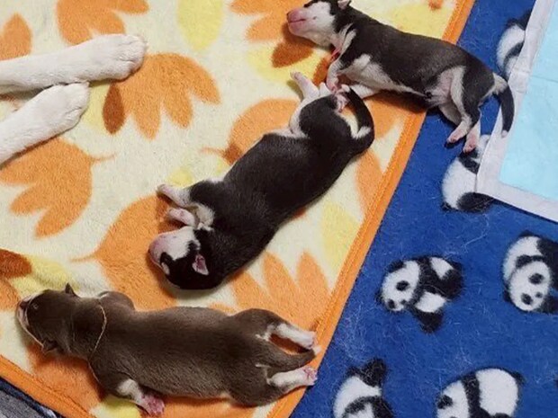 「これがこう」　子犬たちの1年後の姿に「大人になってて尊い」「めっちゃ良い写真！」