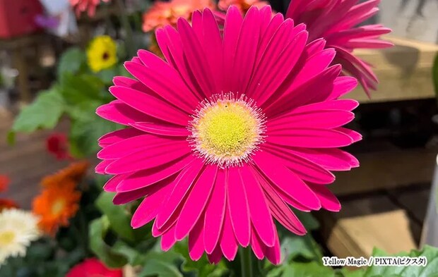 ガーベラのイメージ画像