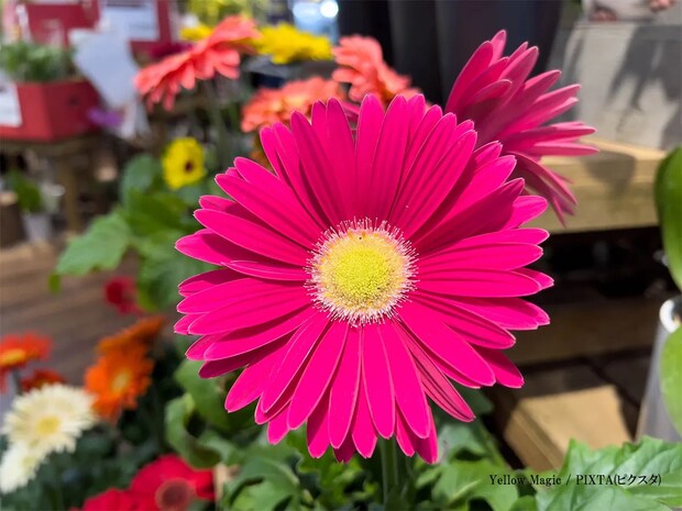 『ガーベラ』、漢字で書くと…？　分かったらすごい『難読漢字3選』