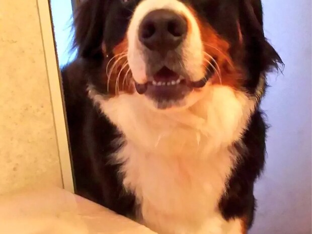 「ボディソープ持ってきて！」駆けつけた大型犬の顔にクスッ　「手伝う気概だけ感じる」「かわいすぎる」